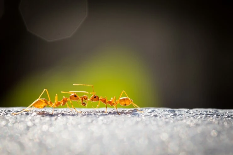 Invasion de fourmis : les solutions rapides qui fonctionnent vraiment